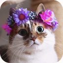 Cute Cats Puzzle🐱🐈