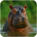 The Hippo