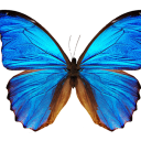 AI Butterfly Scanner