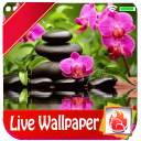 Flowers Park Live Wallpaper 2019 Free Garden LWP