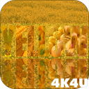 4K Yellow Live Video Wallpaper