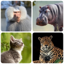Mammals – Learn All Animals in Foto-Quiz!