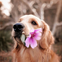 Dog & Puppy Wallpaper